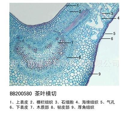 马铃薯叶横切 生物切片 植物类装片 叶及叶的变态 显微镜专用