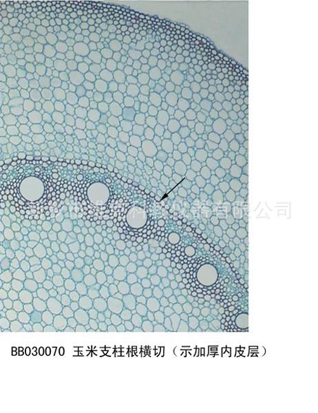 玉米根尖纵切 植物切片 中小学显微镜玻片 生物显微镜专用