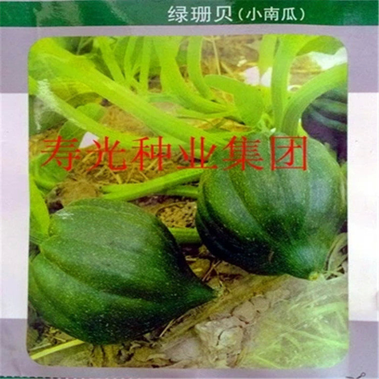 新品特菜 绿珊贝小南瓜种子 早熟 瓜为扇贝型 深绿色 嫩瓜可生食