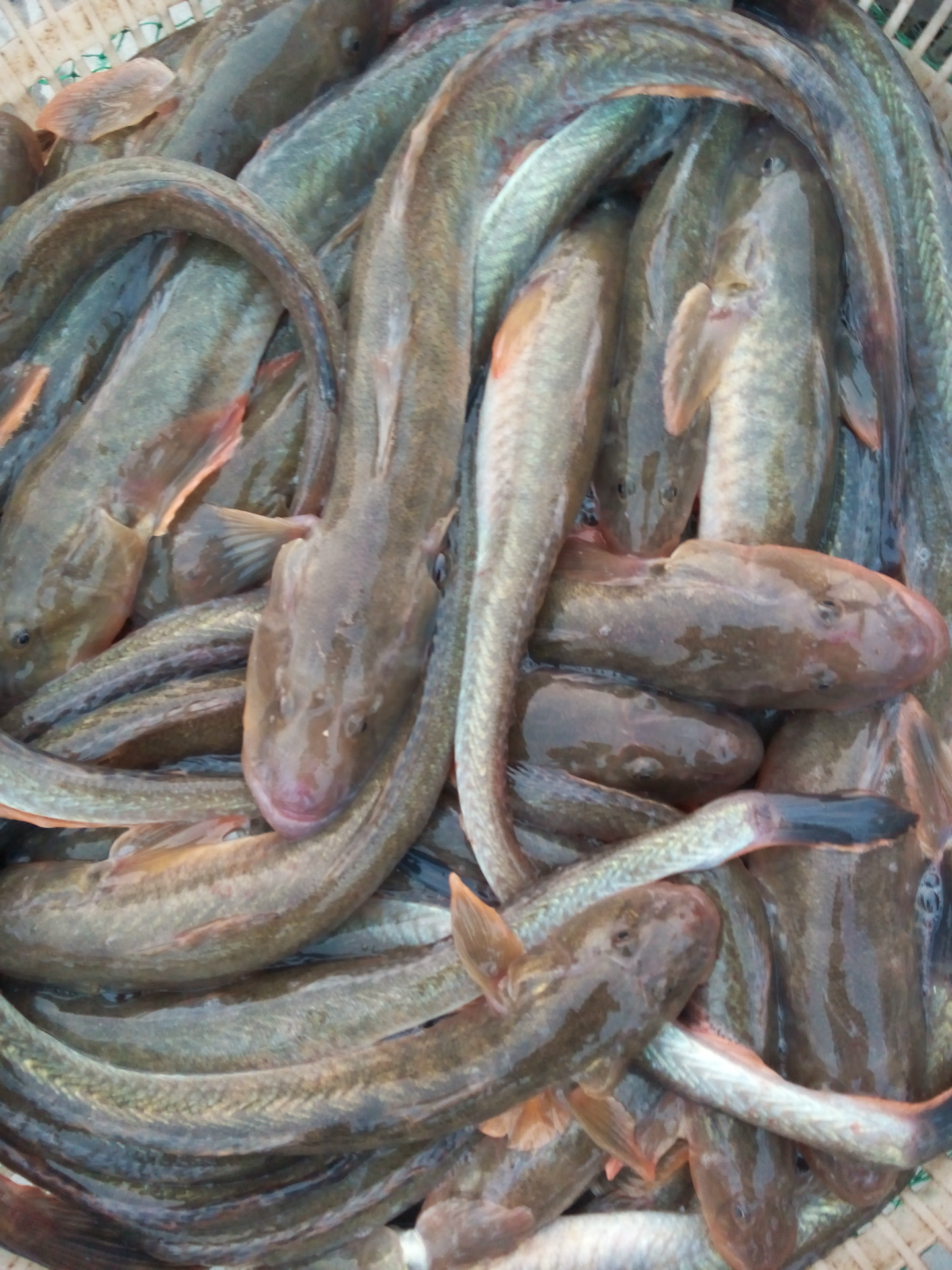 大量供应渤海湾野生鲜活光鱼