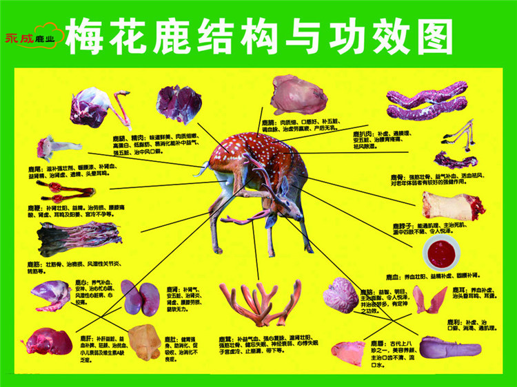 梅花鹿结构图