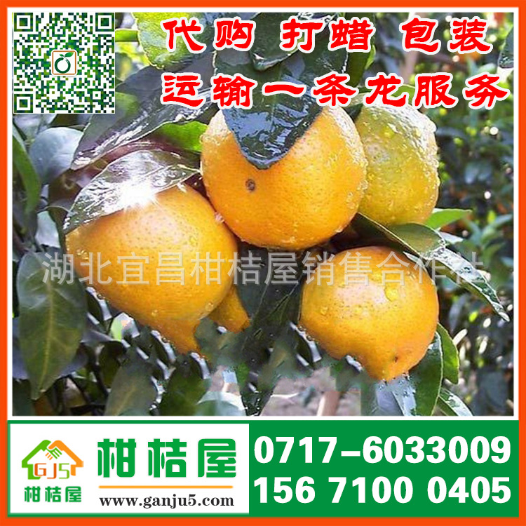 水果批发晚熟橘子产品展示