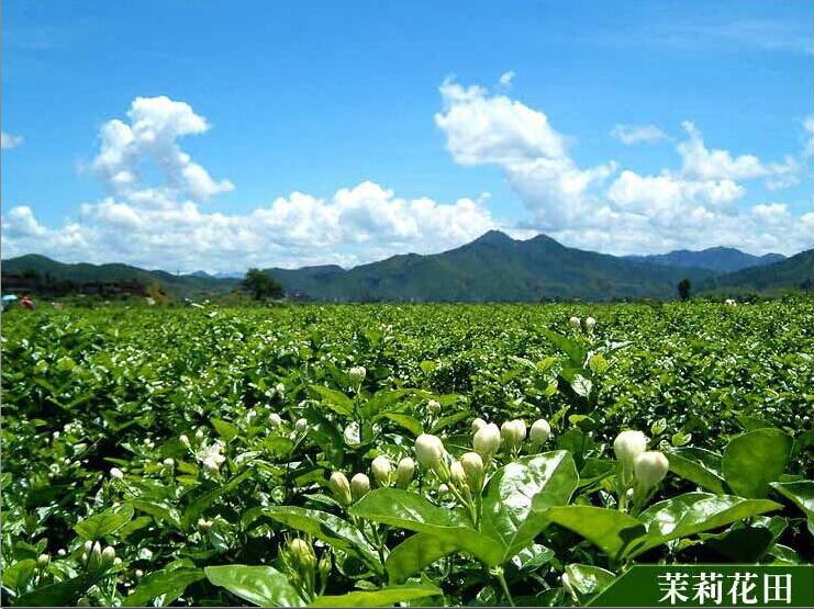 茶叶 茉莉花茶 广西横县茉莉花茶散装批发茉莉毛尖厂家直销批发!