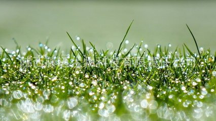 厂家直销蜕皮激素 脱皮甾酮 降血脂 露水草提取物 β-蜕皮甾酮