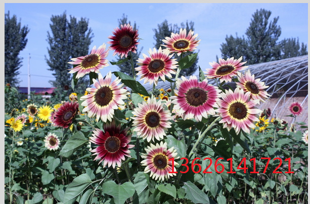 批发进口彩色葵花种子,彩色向日葵 彩色葵花 观赏葵花种子