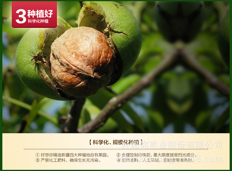 优化-500g核桃_06