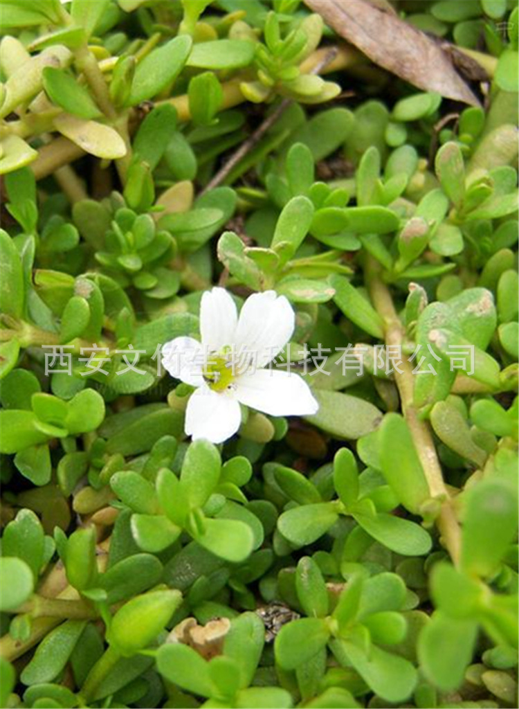 文竹生物 白花猪母菜提取物 清热凉血 解毒消肿 假马齿苋皂甙