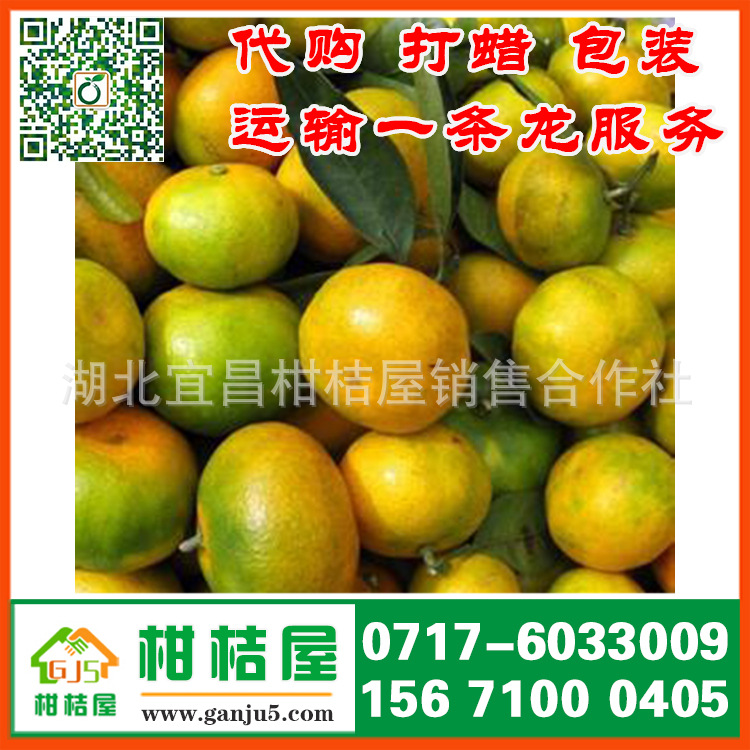 上饶市余干县早熟蜜橘产品展示