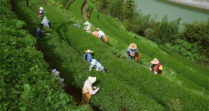 2015新茶 特级蒙顶甘露 正宗蒙顶山绿茶 甘露 茶叶 散装批发