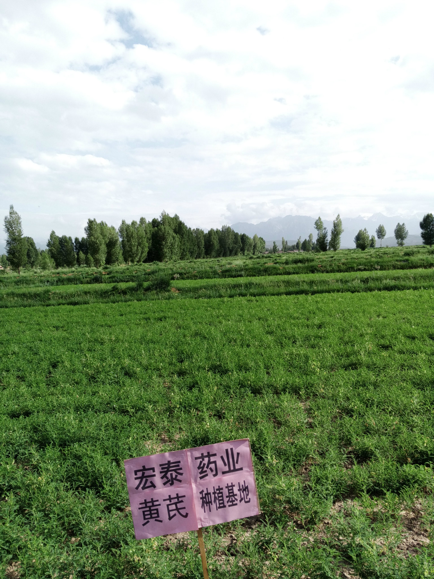 厂家直销 特价批发中药材 特级植物药材黄芪 健脾补气