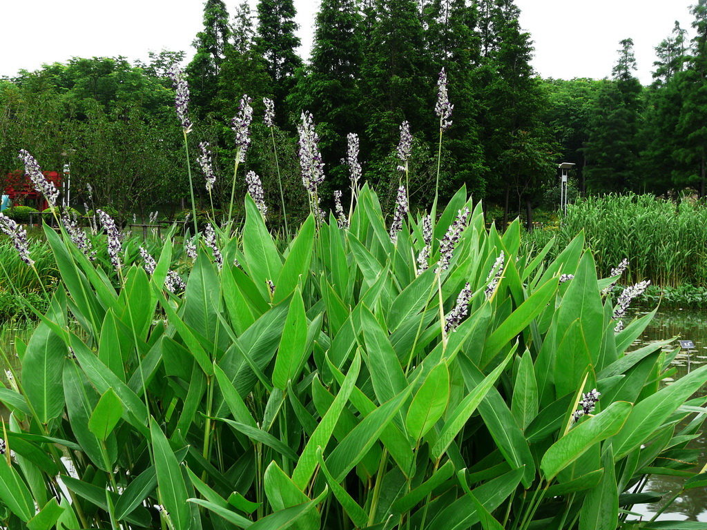 种 名: 再力花    学 名: thalia dealbata    别 名: 水竹芋