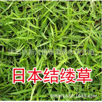批发草坪草种 日本结缕草籽 草皮种子 草坪种子 花卉种子