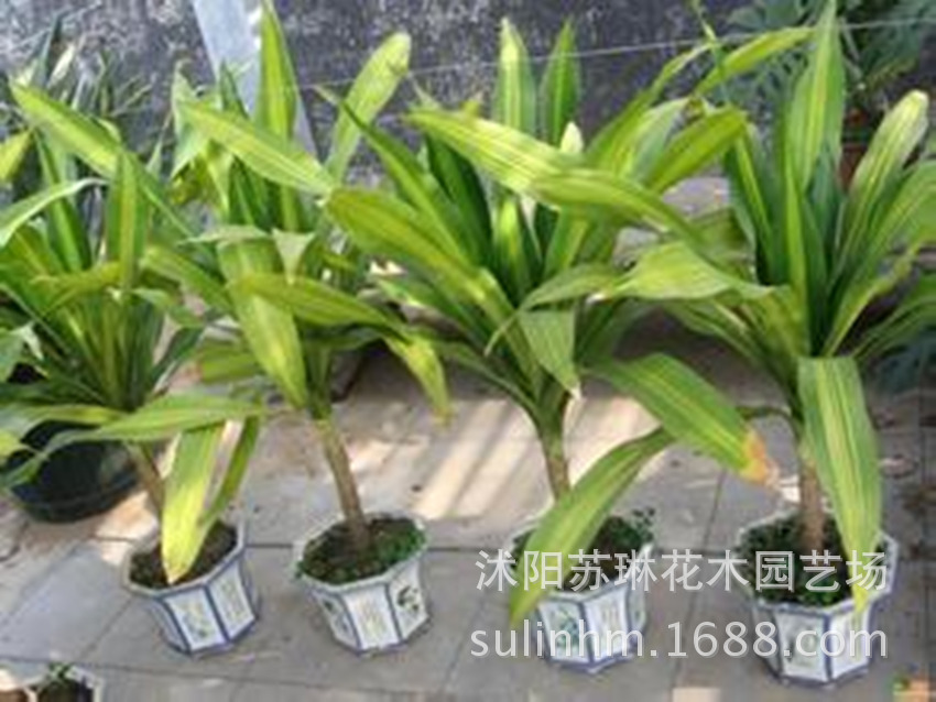 新品 巴西木 铁香龙血树 巴西美人室内风水高档盆栽水培瓶植物