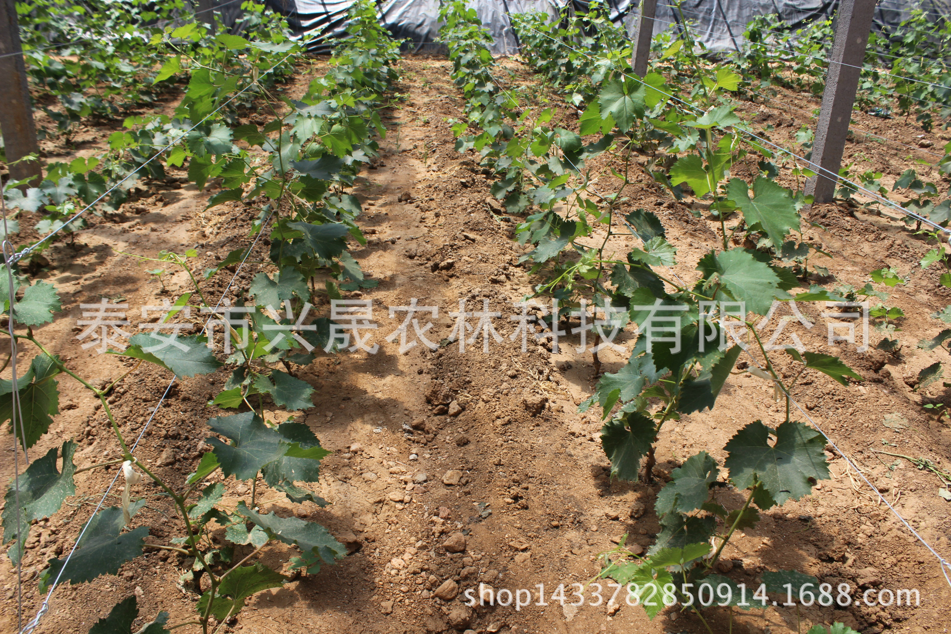 供应果树苗 夏黑葡萄树苗 美国红提夏黑葡萄苗 高成活率葡萄小苗