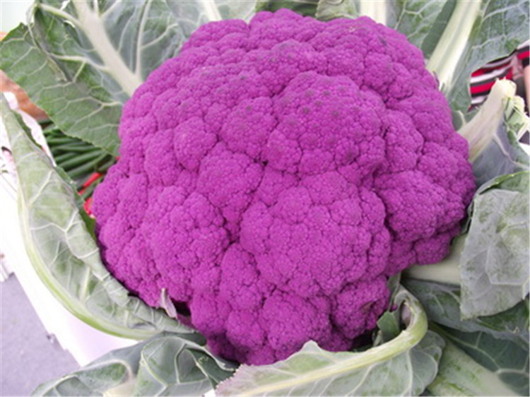紫花菜~1
