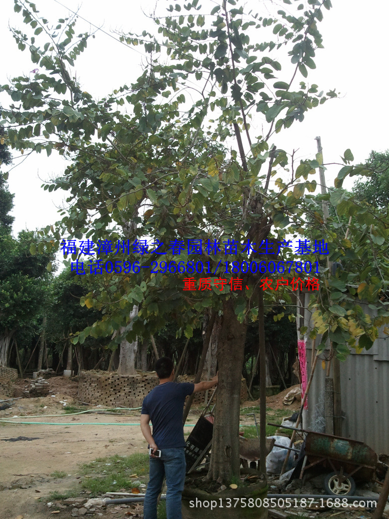 福建移植红花紫荆羊蹄甲胸径15-30公分 香港市花漳州洋紫荆直销