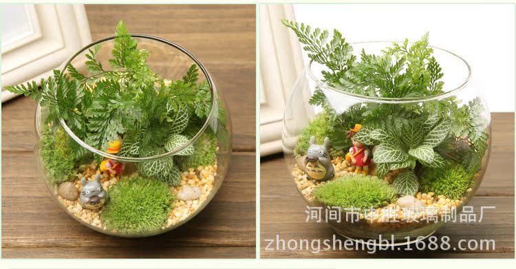 圆形玻璃大型苔藓微景观生态瓶办公室桌面摆件盆栽植物花瓶
