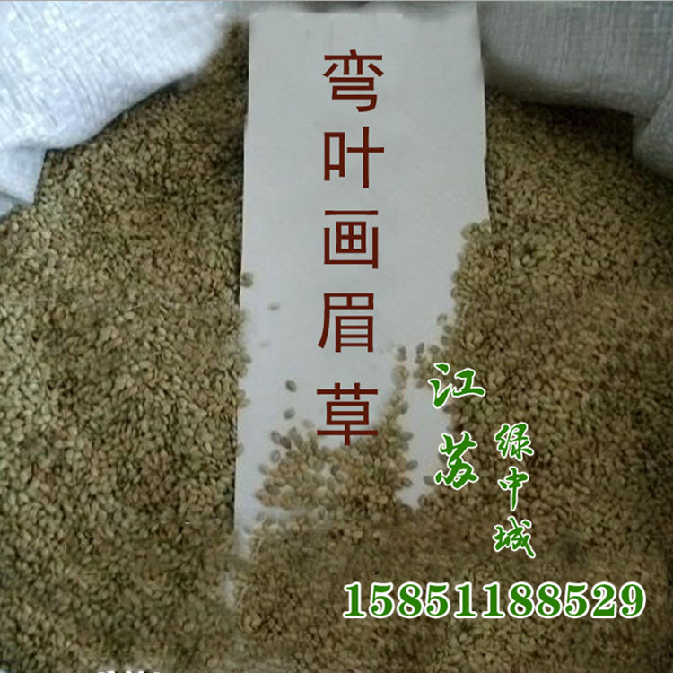 基地直销 批发供应各种草坪种子 弯叶画眉草 量大优惠价格从优