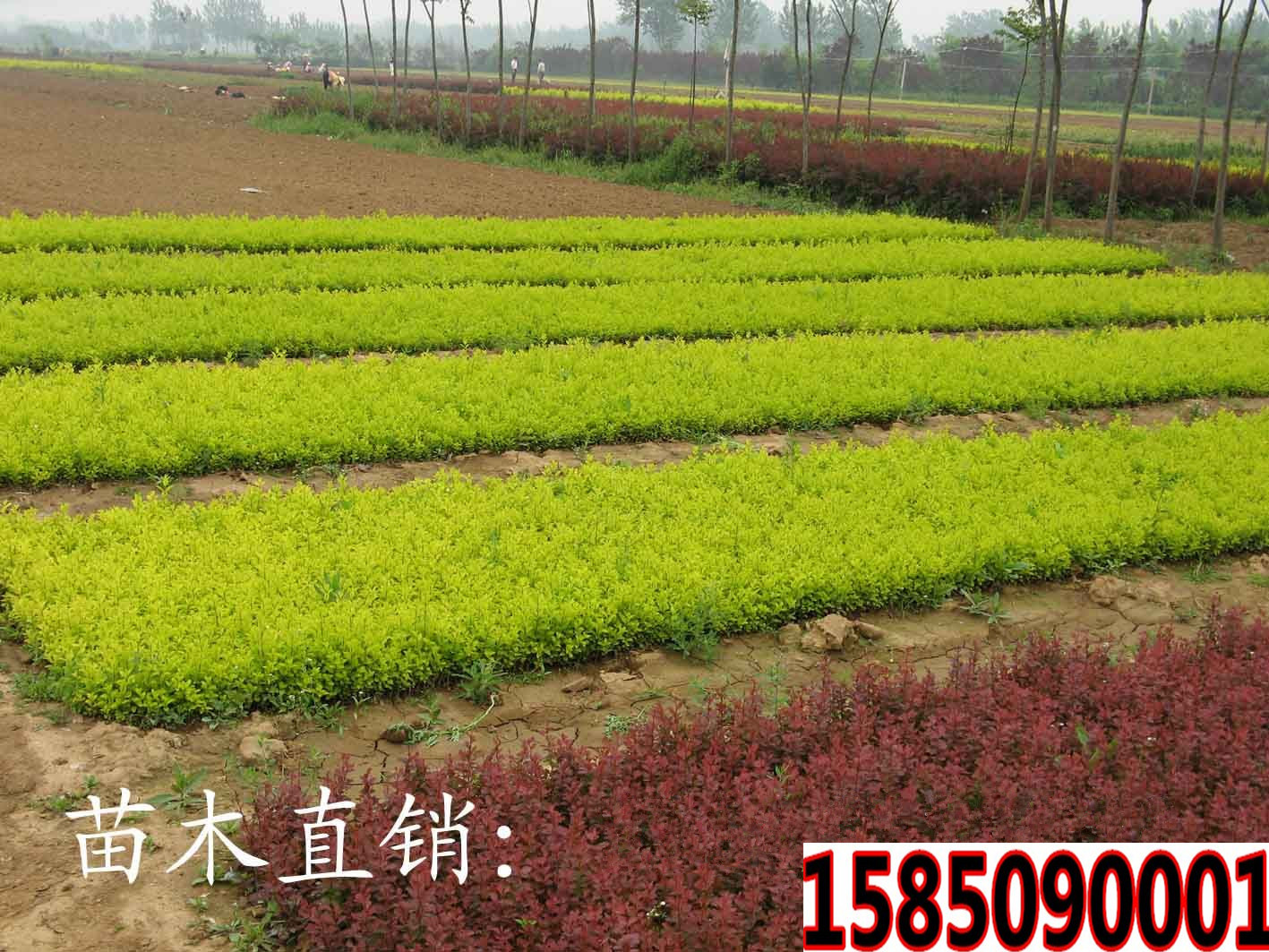 金叶女贞基地,多年来不断为大江南北的造林运动,绿化建设,城市园林