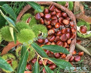 板栗3