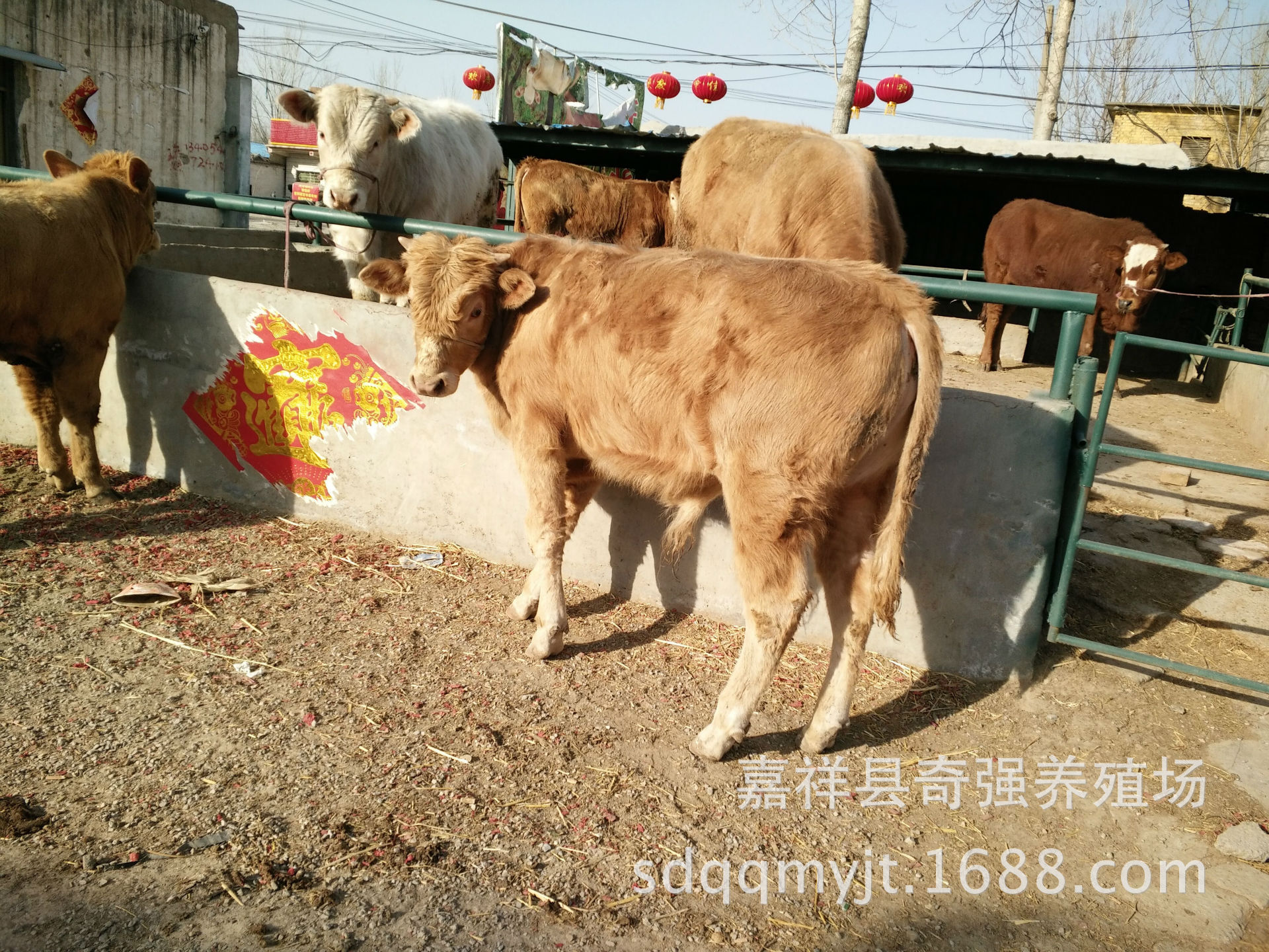 广州鲁西黄牛肉牛犊 小黄牛犊价格 免费提供牛草料 养殖技术