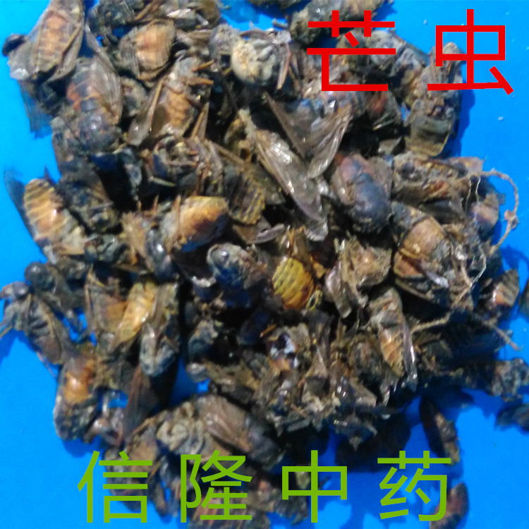 信隆公司供应昆虫类药材 芒虫 牛芒虫 逐瘀,破积,通经