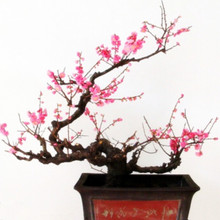 觀賞盆景臘梅種子 DIY庭院園藝盆栽綠植 陽台花卉