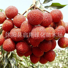 散裝出售新采荔枝種子食用水果荔枝種子 荔枝樹種子果樹種子