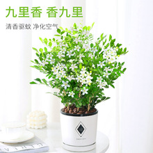 九里香盆栽濃香 室內植物花卉帶花苞七里香樹苗千里眼盆景綠植