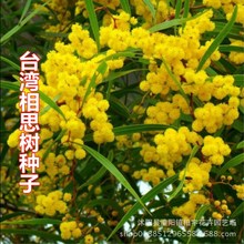 相思樹種子當年新采大葉相思樹樹籽無蟲害優質新種出苗率好苗木種