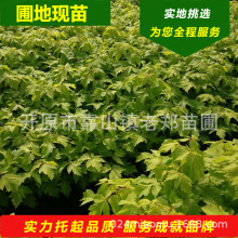 批發糖槭金葉復葉槭5-15公分糖槭種苗甘肅西安糖槭扦插小苗工程苗