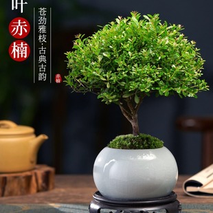 小葉赤楠老樁盆景苗植物花卉微景觀水培辦公室內好養四季常青盆栽