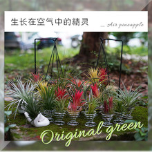 基地直發觀賞空氣鳳梨無土懶人植物花卉室內好養凈化空氣網紅植物
