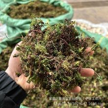 正宗茴心草精選雲南回心草現貨批發500克散裝包郵