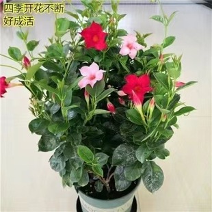 萬里飄香藤花苗盆栽四季開花爬藤植物紅色雙喜藤花苗陽台庭院花卉