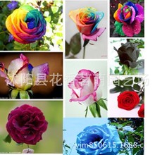 奧里西亞  流星雨 紅雙喜  多色玫瑰紫羅蘭 海洋之歌技術指導