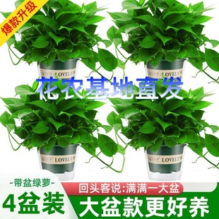 綠蘿盆栽綠植室內植物好養花卉綠植客廳吸除甲醛凈化空氣土培綠籮