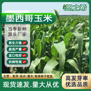 墨西哥玉米草種子高產養殖牧草青儲飼料畜禽牧草豬牛羊雞鴨鵝魚兔