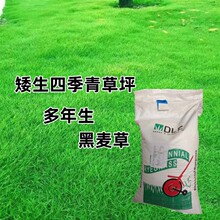 廠家批發多年生藍標黑麥草草坪種子四季常青耐寒耐旱綠化護坡草籽
