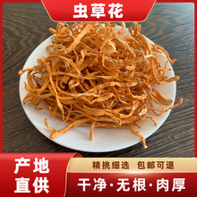 蟲草花批發 金蟲草 北蟲草豹子頭食用菌干貨500g燉湯滋補產地直銷