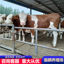 西門塔爾肉牛苗 魯西黃牛小牛犢子 利木贊牛崽 西門塔爾牛養殖場