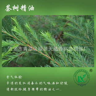 侫tea tree oil޹SPAǧӲͷxֲ