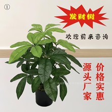 瘋狂購北歐家居仿真花盆搖錢樹 造景裝飾餐廳綠植 發財樹假葉酒店