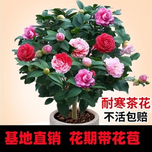 四季香妃茶花盆栽帶花苞五色赤丹山茶花樹苗多色好養花苗室內植物