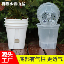 新款儲水透明青山盆自吸水懶人盆控根盆朱頂紅蝴蝶蘭塑料花盆批發