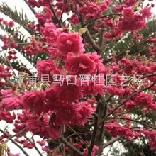 早櫻晚櫻庭院觀賞工程綠化百佳園藝地徑8公分牡丹櫻樹八重櫻樹苗