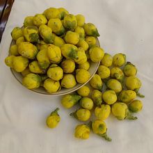 正宗廣西金花茶新貨山茶花茶樹山茶干花產品散裝