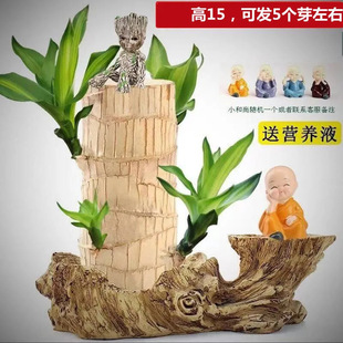 巴西木水養幸運木格魯特綠植盆栽小樹人帶芽室內水培四季好養植物