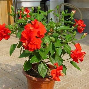 扶桑花苗四季重瓣盆栽紅色朱瑾牡丹草花卉植物室內陽台開花綠植物