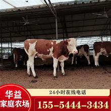 湖南地區養殖肉牛的有嗎？西門塔爾牛價格 魯西黃牛肉牛養殖